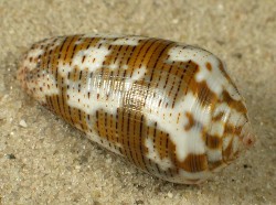 Conus striolatus decurtatus - Conidae
