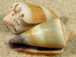Conus muriculatus - Conidae