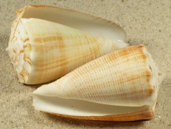 Conus sulcatus - Conidae