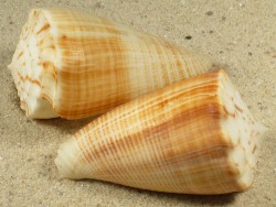 Conus sulcatus - Conidae