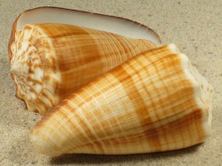 Conus sulcatus - Conidae