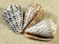 Conus taeniatus - Conidae