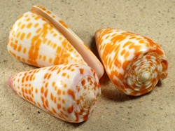 Conus tessulatus - Conidae