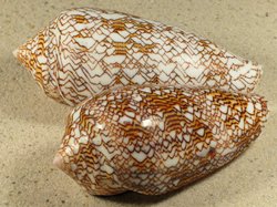 Conus textile - Conidae