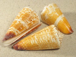 Conus thalassiarchus - Conidae