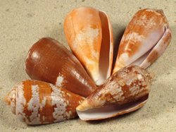 Conus tinianus - Conidae