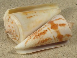 Conus tribblei - Conidae