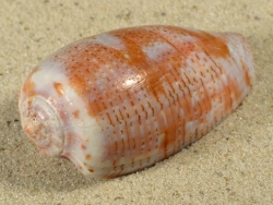 Conus tulipa - Conidae