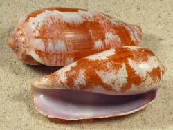 Conus tulipa - Conidae