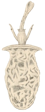 Conus tulipa - Conidae