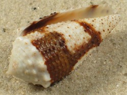 Conus varius - Conidae