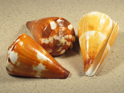 Conus vexillum - Conidae
