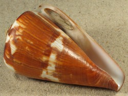 Conus vexillum - Conidae