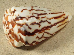 Conus vexillum - Conidae