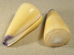 Conus virgo - Conidae