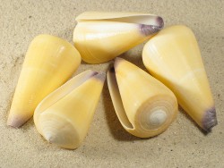 Conus virgo - Conidae