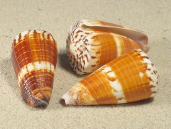 Conus planorbis - Conidae