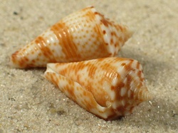 Conasprella wakayamaensis - Conidae