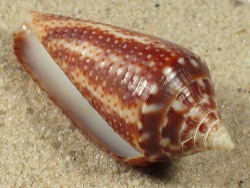 Conasprella ximenes - Conidae