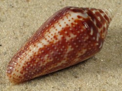 Conasprella ximenes - Conidae