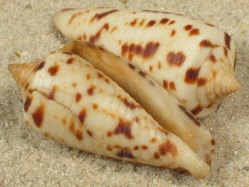 Conus zapatosensis - Conidae