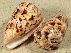 Conus zeylanicus - Conidae