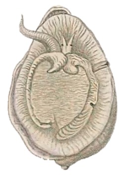 Coralliophila monodota - Coralliophilidae