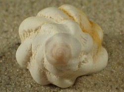 Coralliophila meyendorffi - Coralliophilidae