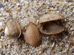 Corbula gibba - Corbiculidae