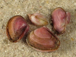 Corbula gibba - Corbiculidae