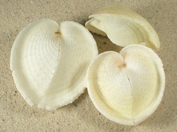 Corculum cardissa - Cardiidae