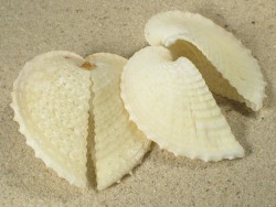 Corculum cardissa - Cardiidae