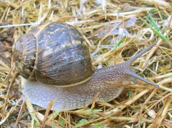 Cornu aspersum - Helicidae