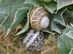 Cornu aspersum - Helicidae