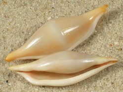 Phenacovolva brevirostris - Ovulidae