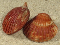 Cryptopecten vesiculosus - Pectinidae