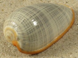 Cryptospira elegans - Marginellidae