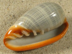 Cryptospira elegans - Marginellidae