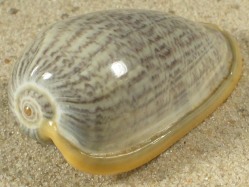 Cryptospira strigata - Marginellidae