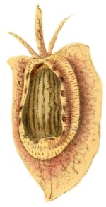 Cryptospira strigata - Marginellidae