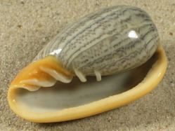 Cryptospira strigata - Marginellidae