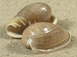 Cryptospira strigata - Marginellidae