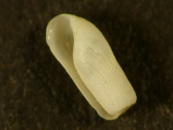 Cylichna cylindracea - Cylichnidae