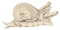 Tritia neritea - Nassariidae