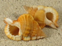 Gyrineum cuspidatum - Ranellidae