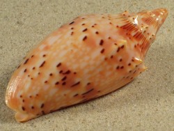 Cymbiola pulchra - Volutidae