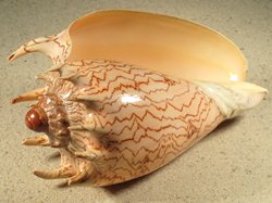 Cymbiola imperialis - Volutidae