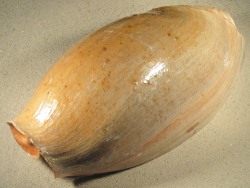 Cymbium glans - Volutidae