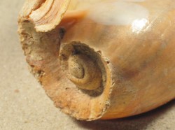 Cymbium marmoratum - Volutidae