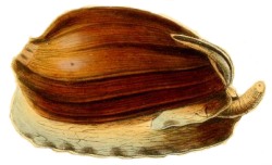 Cymbium pepo - Volutidae
